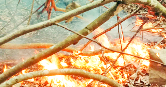 সুন্দরবনে আগুন নেভানোর কাজ চলছে আগুন নেভানো
