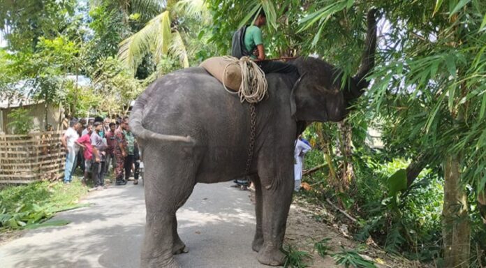 হাতির পায়ে পিষ্ট