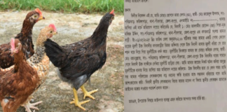 পোষা মুরগী