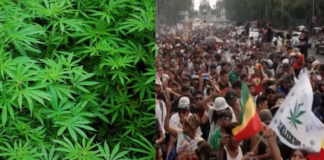 গাঁজা চাষ