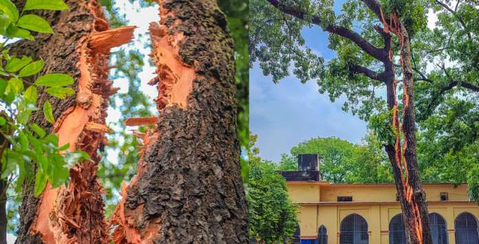 বজ্রপাতে দ্বিখণ্ডিত মেহগনিগাছ বজ্রপাতে দ্বিখণ্ডিত মেহগনিগাছ